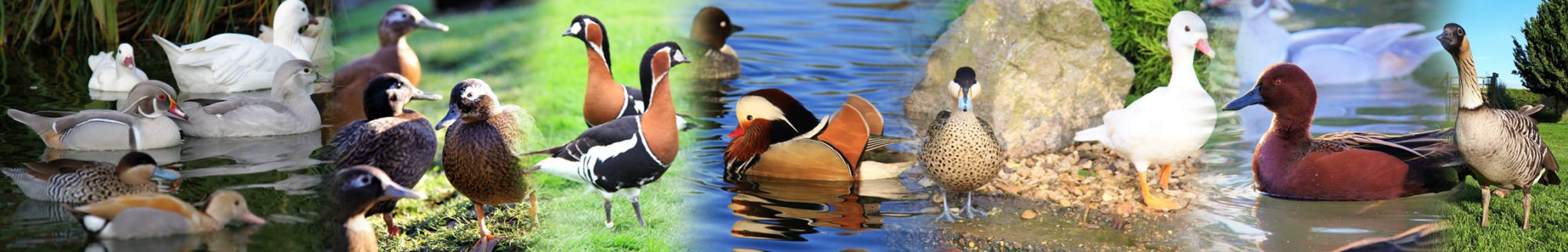 Willowtree Wildfowl